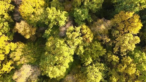 View From Above of Colorful Woods with Yellow and Orange Canopies in Autumn Forest on Sunny Day