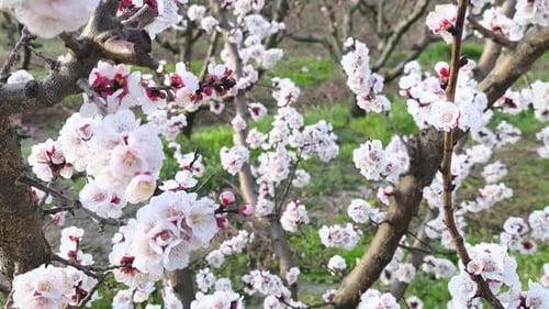 Apricot Blossom Tree Viewed From Below in Spring Orchard
