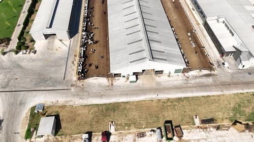Cattle Farm Livestock Diary Factory Aerial View