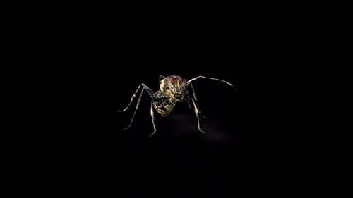 Zombie Ant Caution Front