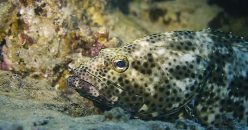 Mottled Grouper Resting on the Ocean Floor