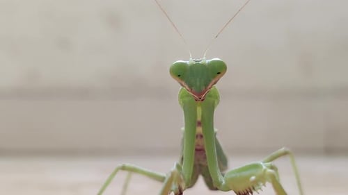 Praying Mantis looks down first and then looks up in to the camera.