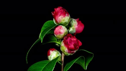 Camellia Red Flower Blooming in Time Lapse on a Black Background. Camelia Plant Opens Blossom