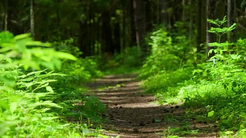 Forest Trail in the Summer