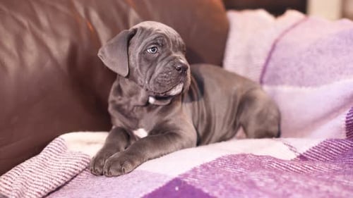 Cute Gray Puppy Resting on a Cozy Blanket