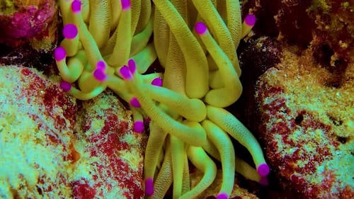 Colorful Anemone Waving in the Turquoise Water