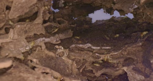 À l'intérieur du toboggan Termites Nest