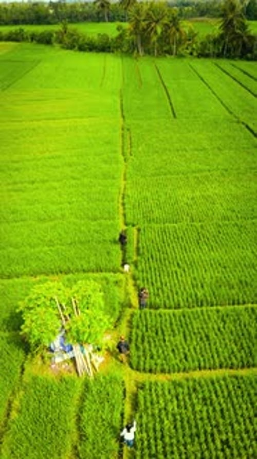 Tabanan Bali Rice Fields Walking Aerial