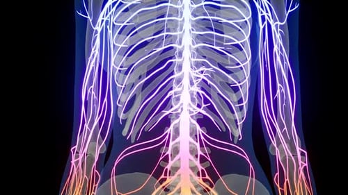 Animated Human Nervous System with Glowing Brain and Nerves