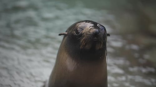Gros plan d'un mignon bébé phoque en fourrure, tournant la tête et regardant la caméra avec de grands yeux, puis s