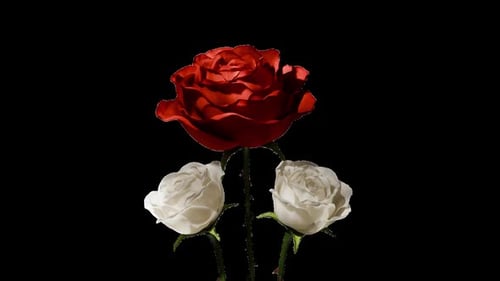 Blooming Roses on a Transparent Background