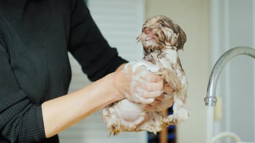 Puppy Gets a Bath in the Sink