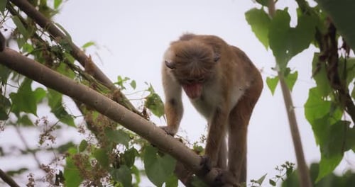 Curious Monkey Perched On Branch Among Green Leaves In Rainforest