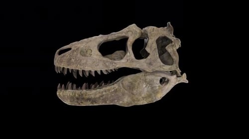 REALISTIC DINOSAUR SKULL ALPHA LOOP