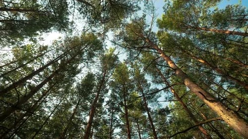 Pine Forest View From Bottom