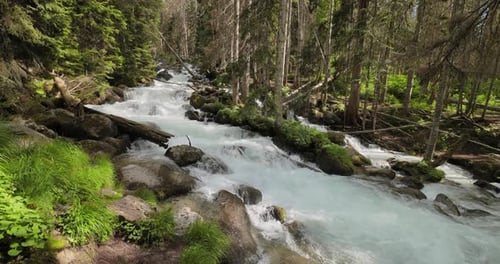 Mountain River na floresta em câmera lenta. Bela paisagem de vida selvagem.