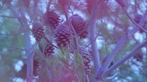 Pine Branch with Cones on Pine Tree in Forest/Pine Tree and Pine