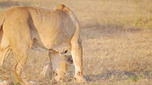 Un mignon lionceau s'approche prudemment de sa mère, puis elle s'éloigne.