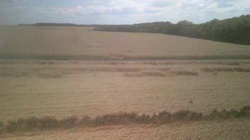 Wheat field aerial view in Ukraine