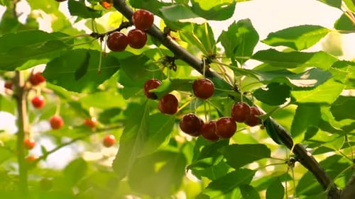 Cherries Grow in the Garden Selective Focus