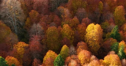 colores otoñales