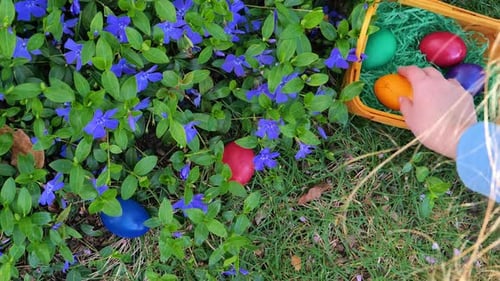 Ostereiersuche. Kinderhände sammeln Eier in blühendem blauem Immergrün.