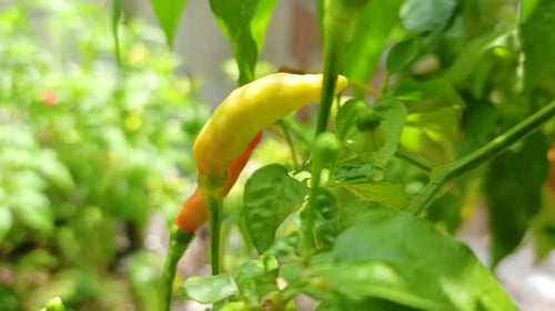 gros plan de piments jaunes et rouges