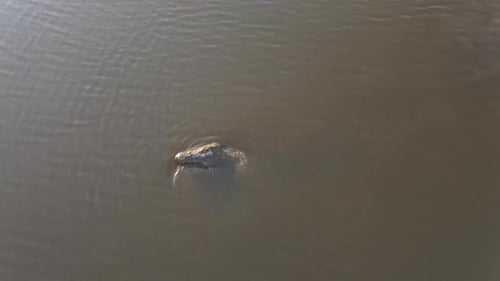 Crocodile hunting in the water