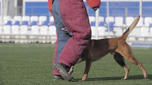 Dog Bites Padded Leg and Arm Protector