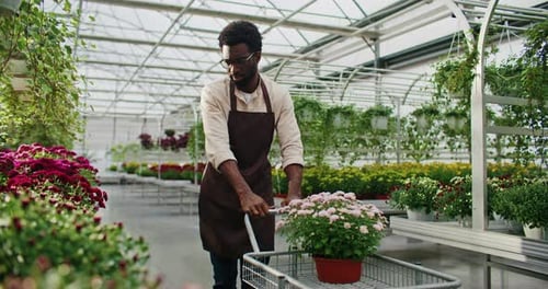 African American Male Walking Inside of Long Greenhouse Pushing Small Metal Trolley with Plant