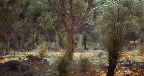 Serene Australian Bushland Forest Nature Landscape