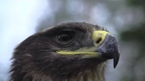 Adler, Falke, Nahaufnahme mit einem ehrenvollen Gesicht der amerikanischen Flagge