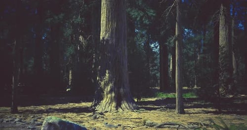 Tall Sequoia Trees in a Serene Forest Setting During Daytime