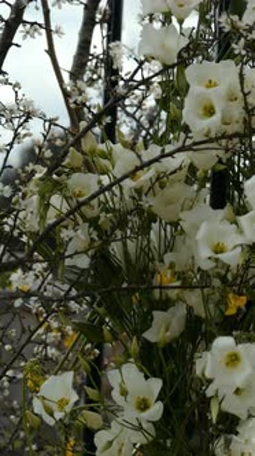 White Flowers Bloom in Spring Garden Setting