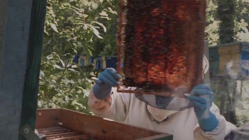 The Apiarist Takes Out of the Hive and Holds in His Hands a Frame with Honeycombs of Bees The