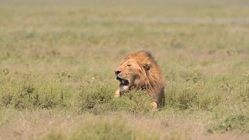 African Lion Devouring Antelope in Tanzania Safari