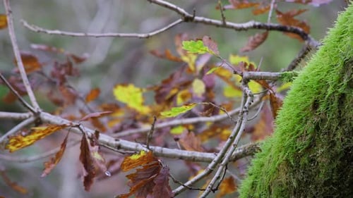 Golden autumn leaves on a tree branch. Blowing gently in the breeze with woodland backdrop