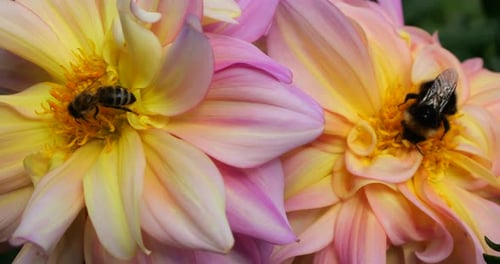 Bumblebee on a large yellow-pink dahlia flower in the autumn garden