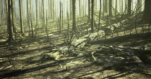 Forest with Fallen Trees and Sunlight Filtering Through Tall Trunks