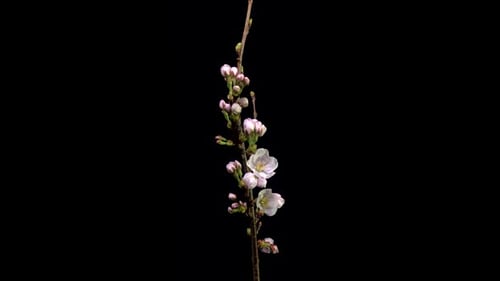 Floraison de cerisiers en fleurs, timelapse en studio