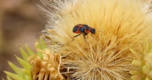 Macro video of a red and black beetle on a thistle flower.