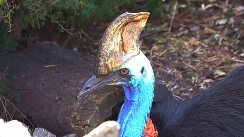 Wild large flightless black bird, southern cassowary, casuarius casuarius resting and roosting on th