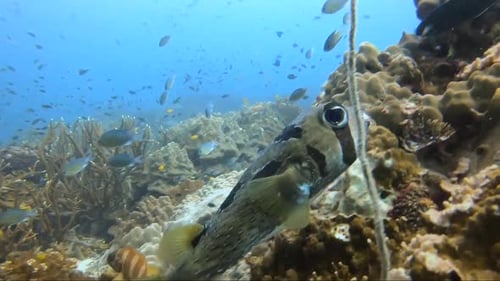 Stachelschwein-Kugelfische schwimmen über ein Korallenriff und rasen davon.