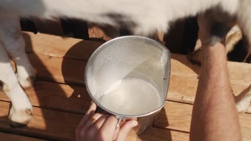 POV close up hands farmer milking goat cow filling bucket with fresh natural organic healthy white m