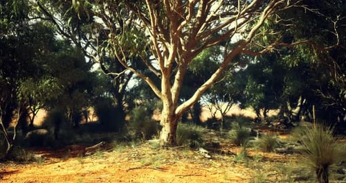 Realistic 3D Animated Forest with Slow Camera Movement