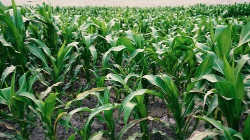 Close-Up of Green Corn Leaves in a Field, Close-up of lush green corn leaves in a field