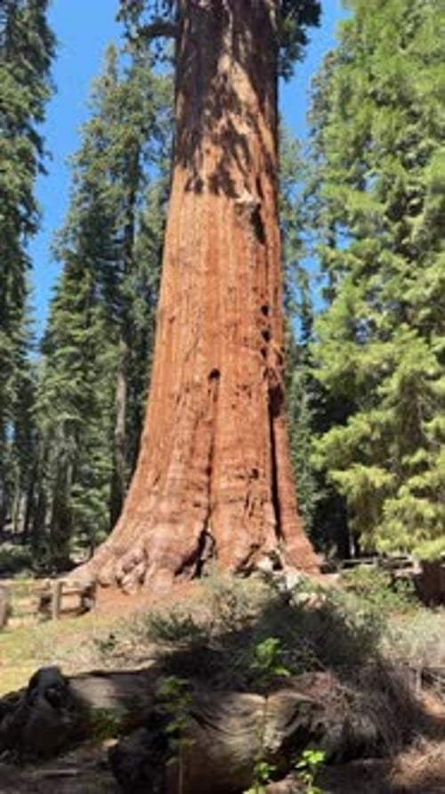 Majestic giant sequoia tree in california national park