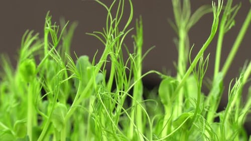 Vibrant Fresh Pea Shoots Growing Indoors