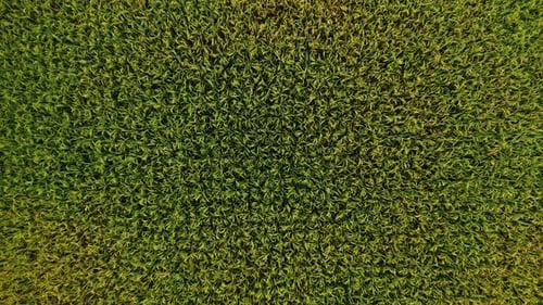 Rice Field in Bali Drone Video