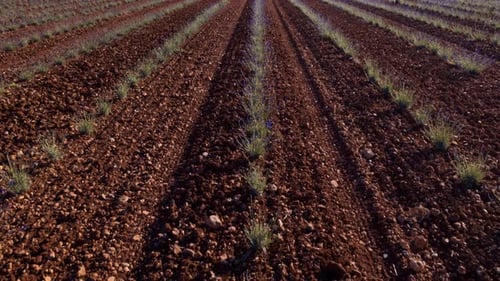 Lush Green Crops Are Emerging Vividly in a WellTilled Agricultural Field Ready for Growth